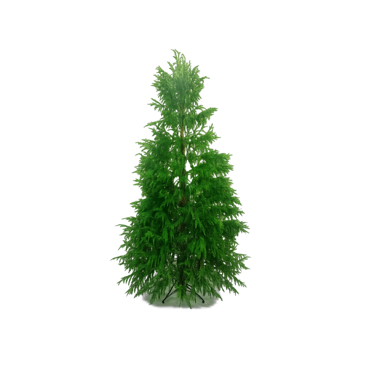 square-image - 2026-08-08T103102.581